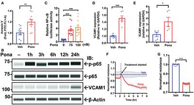 Ponatinib Activates an Inflammatory Response in Endothelial Cells via ERK5 SUMOylation